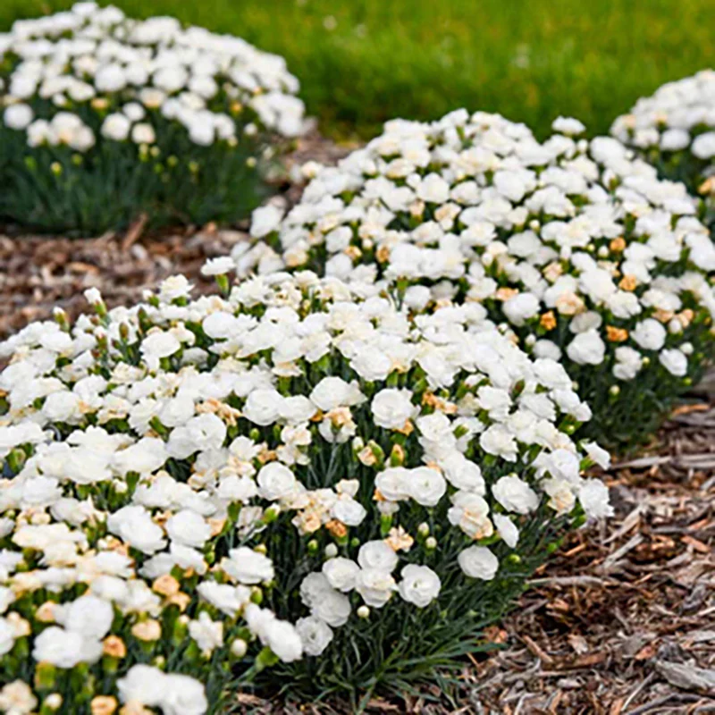 Fruit Punch® 'Whipped Cream' Dianthus - Image 3