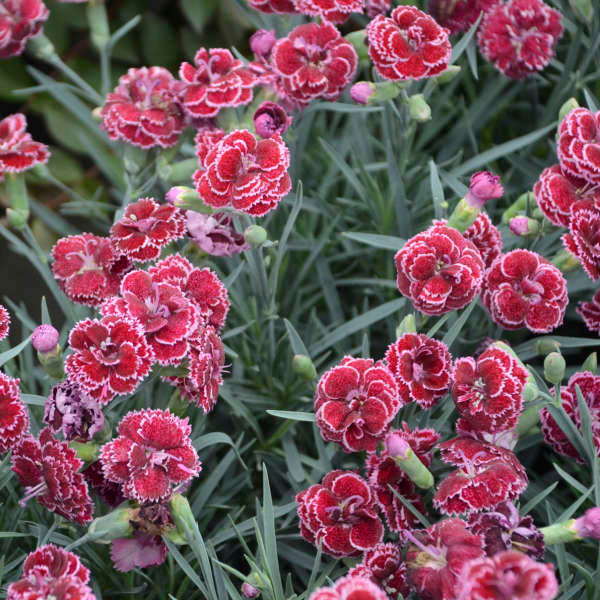 Fruit Punch® 'Black Cherry Frost' Dianthus - Image 2