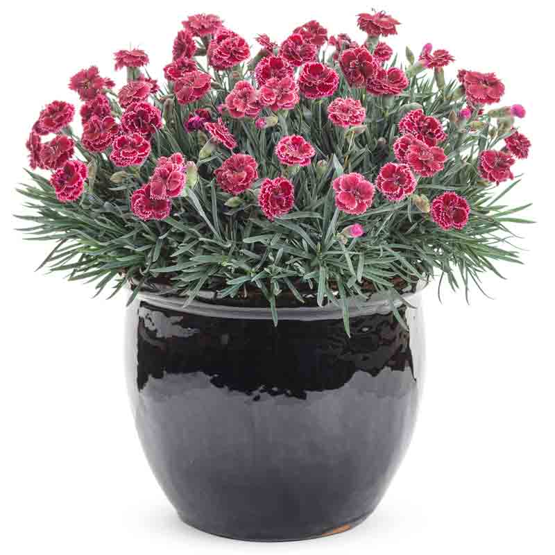 Fruit Punch® 'Black Cherry Frost' Dianthus - Image 4