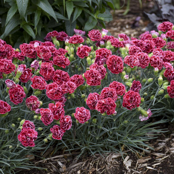 Fruit Punch® 'Cherry Vanilla' Dianthus
