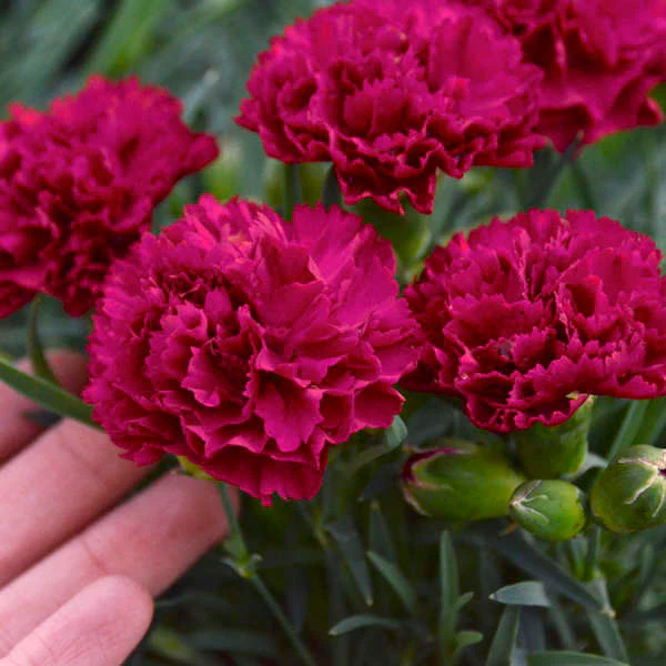 Fruit Punch® 'Cranberry Cocktail' Dianthus - Image 2