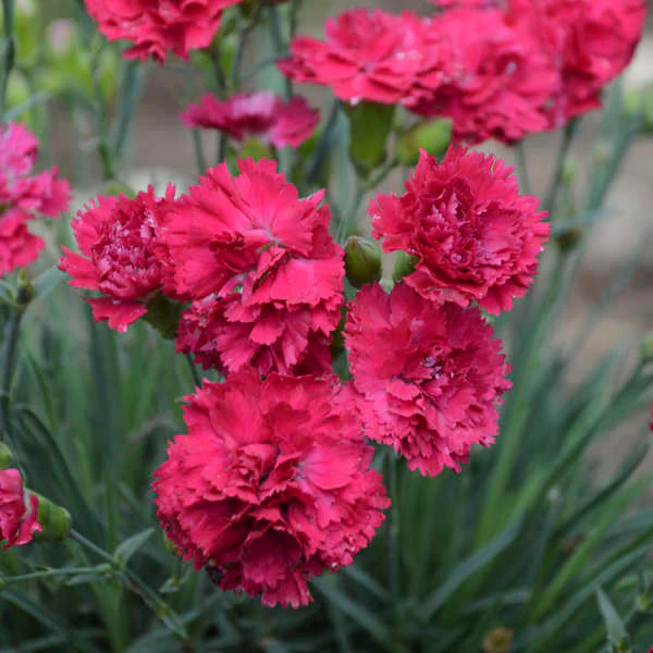 Fruit Punch® 'Cranberry Cocktail' Dianthus - Image 3
