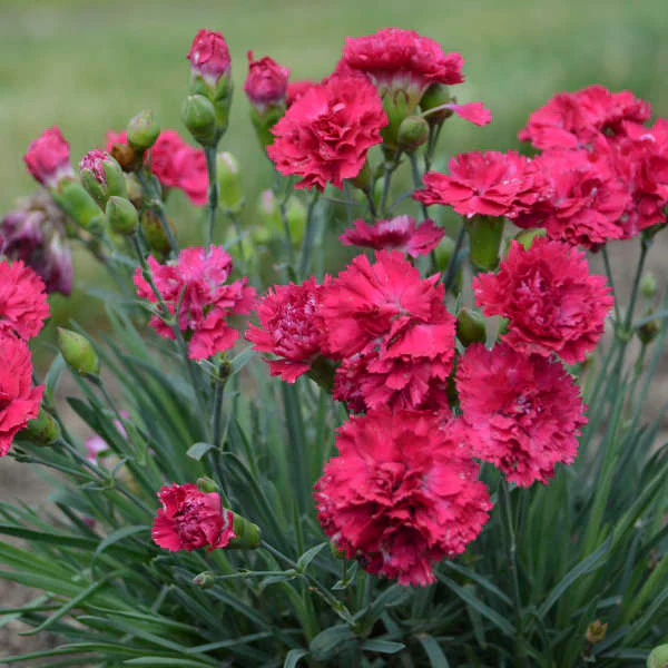 Fruit Punch® 'Cranberry Cocktail' Dianthus - Image 4