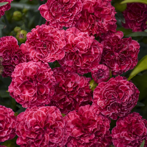 Fruit Punch® 'Raspberry Ruffles' Dianthus - Image 2