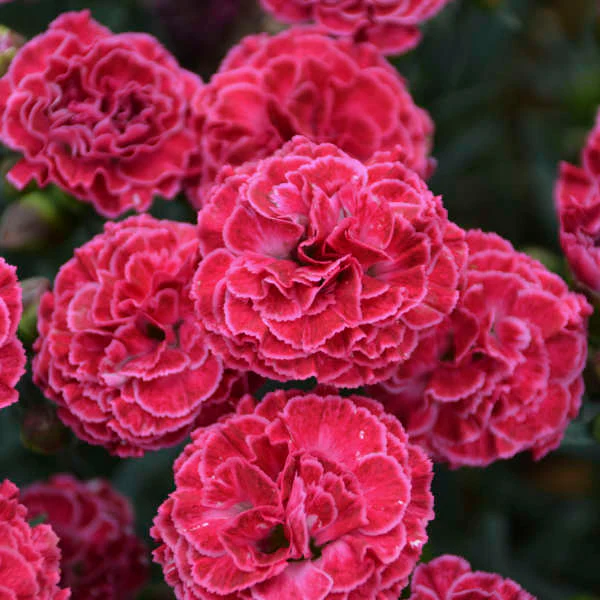 Fruit Punch® 'Raspberry Ruffles' Dianthus - Image 4