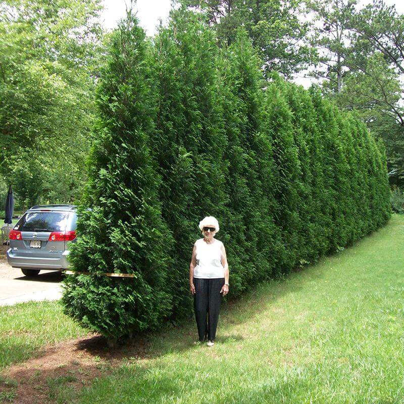 Full Speed A Hedge® 'American Pillar' Arborvitae (Thuja)