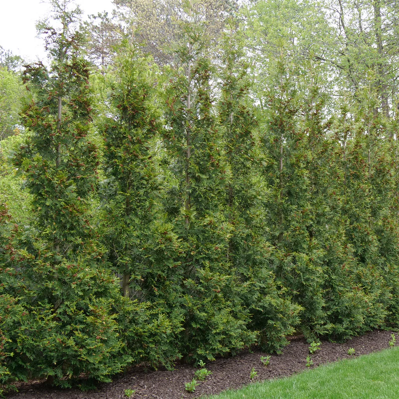 Full Speed A Hedge® 'American Pillar' Arborvitae (Thuja) - Image 2
