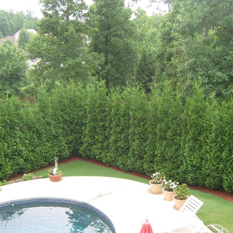 Full Speed A Hedge® 'American Pillar' Arborvitae (Thuja) - Image 3