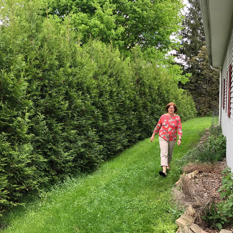 Full Speed A Hedge® 'American Pillar' Arborvitae (Thuja) - Image 4