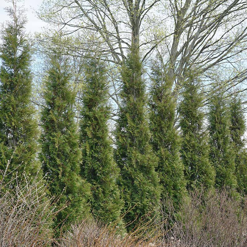 Full Speed A Hedge® 'American Pillar' Arborvitae (Thuja) - Image 5