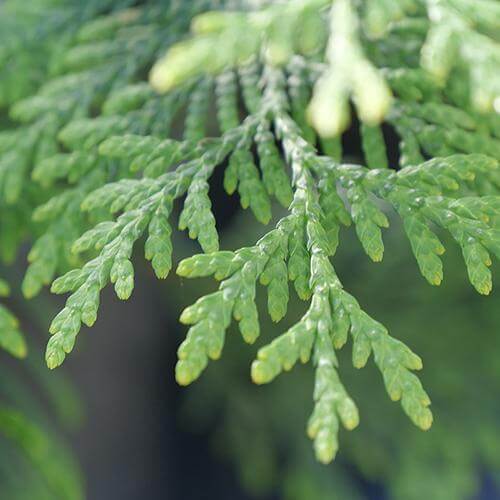 Full Speed A Hedge® 'American Pillar' Arborvitae (Thuja) - Image 6