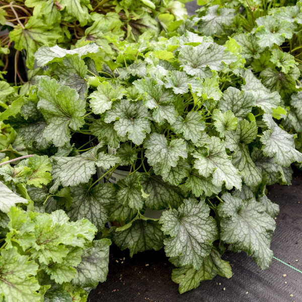 Fun and Games® 'Shadow Tag' Foamy Bells (Heucherella)