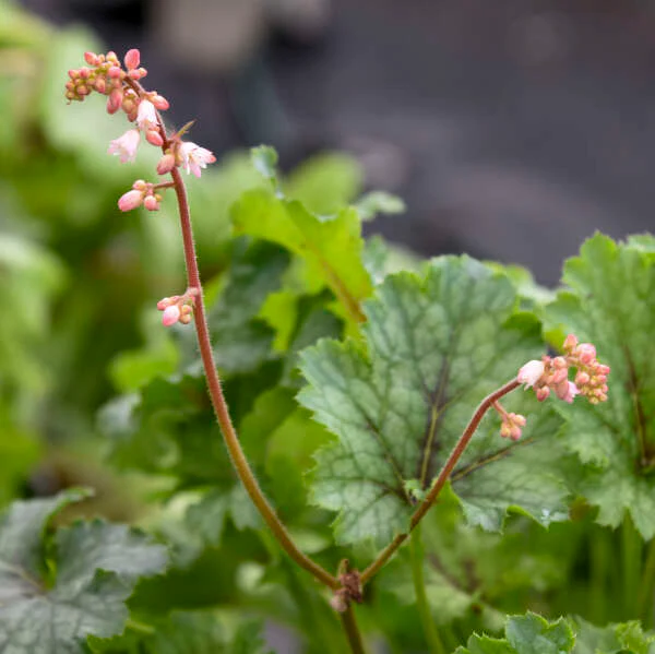 Fun and Games® 'Shadow Tag' Foamy Bells (Heucherella) - Image 3