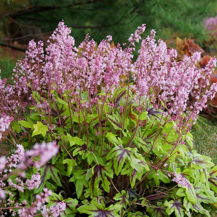 Fun and Games® 'Eye Spy' Foamy Bells (Heucherella)