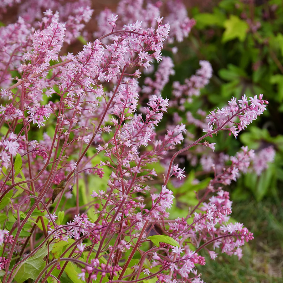 Fun and Games® 'Eye Spy' Foamy Bells (Heucherella) - Image 2