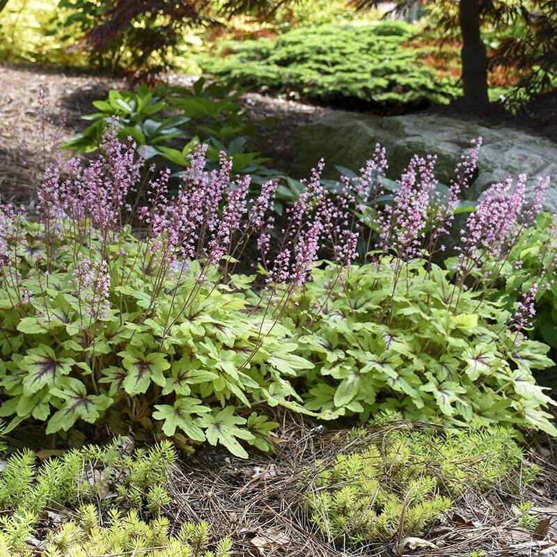Fun and Games® 'Eye Spy' Foamy Bells (Heucherella) - Image 4