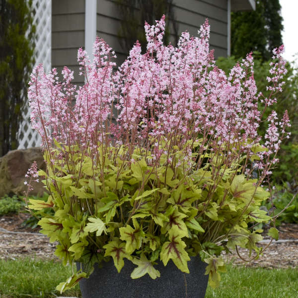 Fun and Games® 'Eye Spy' Foamy Bells (Heucherella) - Image 5