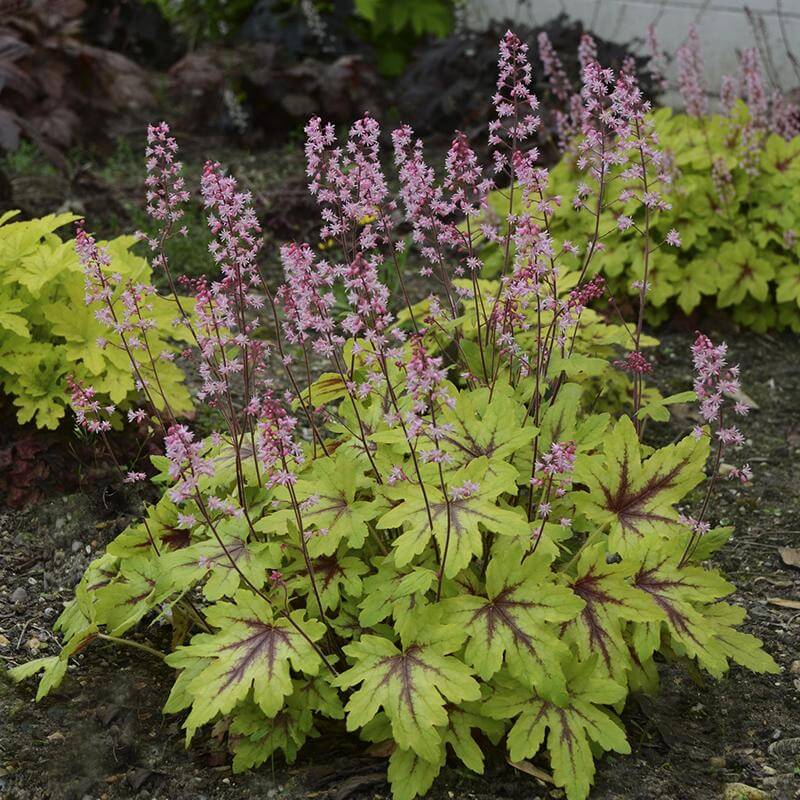 Fun and Games® 'Eye Spy' Foamy Bells (Heucherella) - Image 6