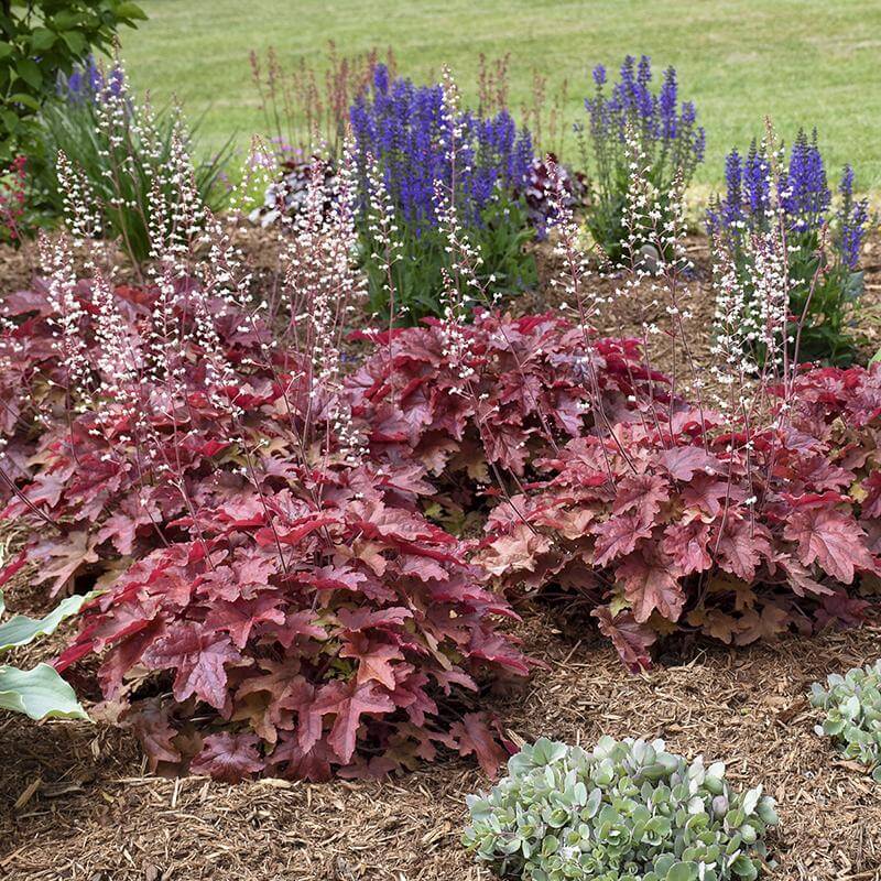 Fun and Games® 'Red Rover' Foamy Bells (Heucherella) - Image 4