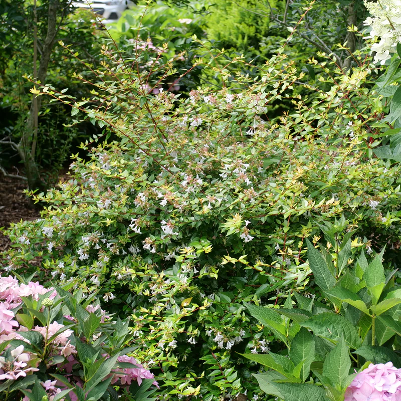 Funshine® Abelia - Image 3