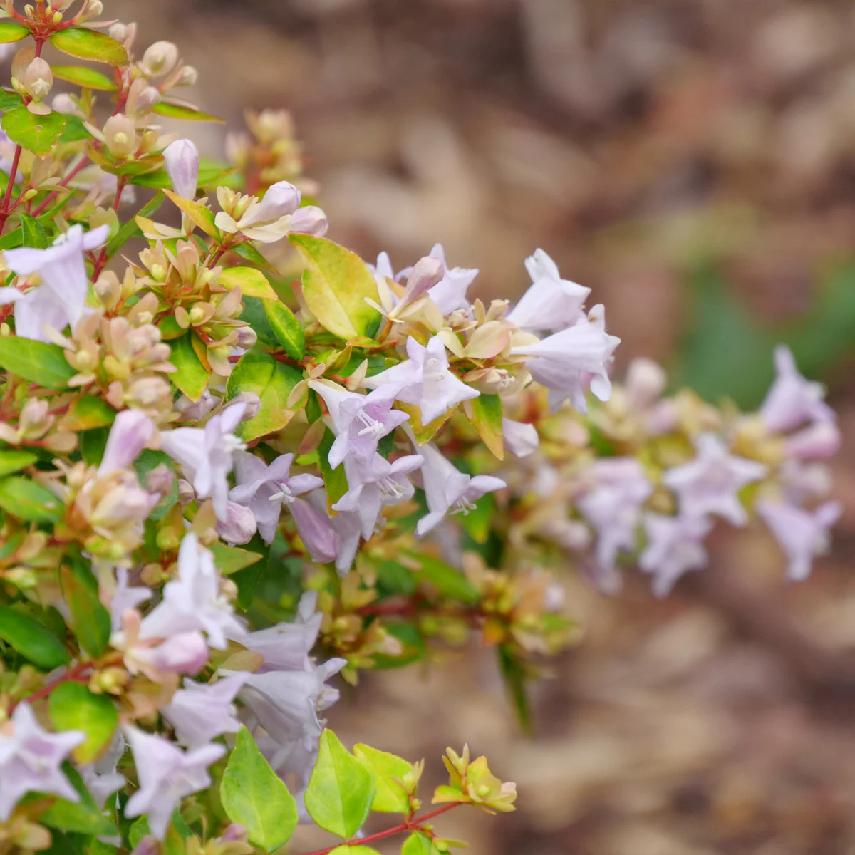 Funshine® Abelia - Image 4