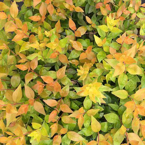 Funshine® Abelia - Image 5