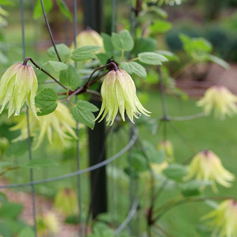 Funyella™ Clematis - Image 2
