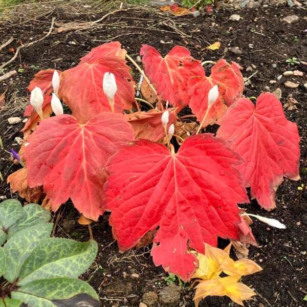 'Fusion of Fire' Oredenia - Image 2