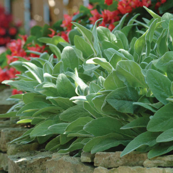 'Fuzzy Wuzzy' Lamb's Ear (Stachys) - Image 2