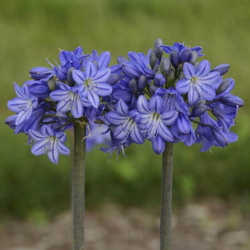'Galaxy Blue' Lily of the Nile (Agapanthus) - Image 3