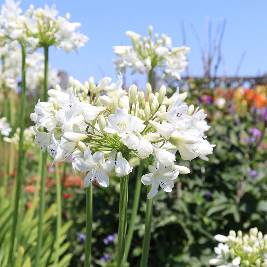 'Galaxy White' Lily of the Nile (Agapanthus) - Image 2