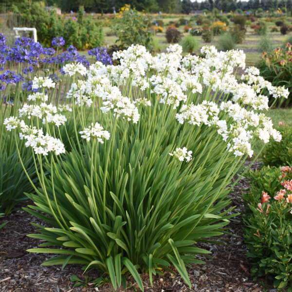 'Galaxy White' Lily of the Nile (Agapanthus) - Image 4