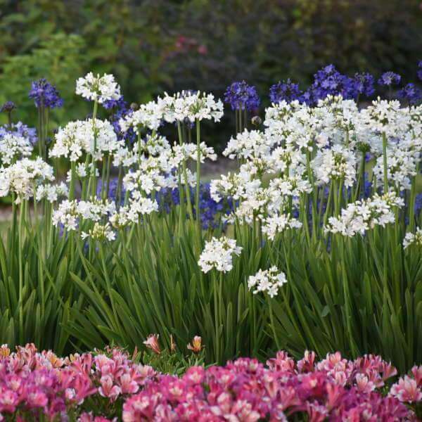 'Galaxy White' Lily of the Nile (Agapanthus) - Image 5