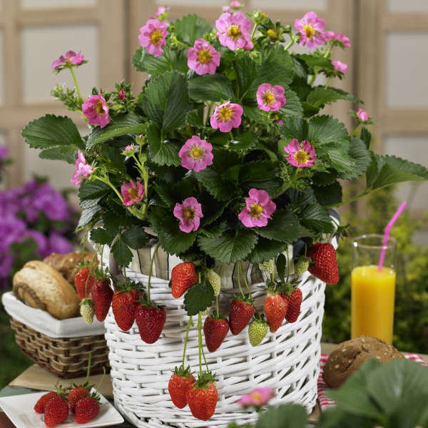'Gasana' Everbearing Strawberry (Fragaria)