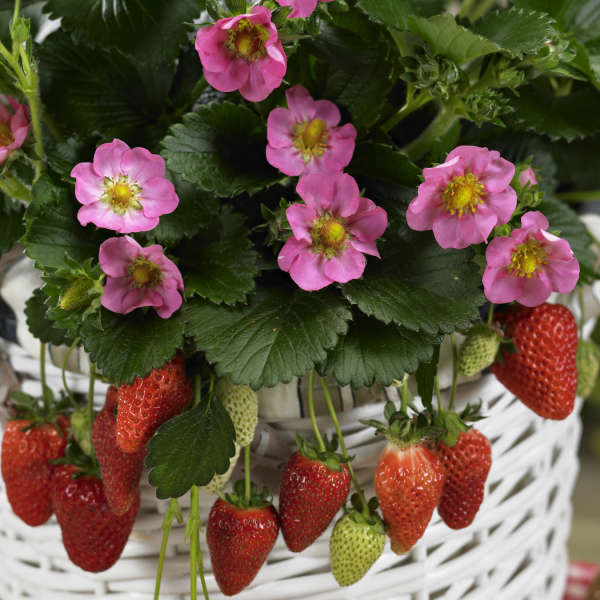 'Gasana' Everbearing Strawberry (Fragaria) - Image 2