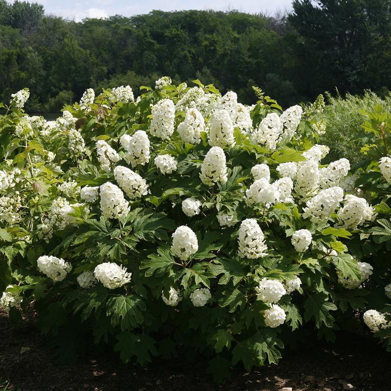 Gatsby Gal® Oakleaf Hydrangea - Image 2