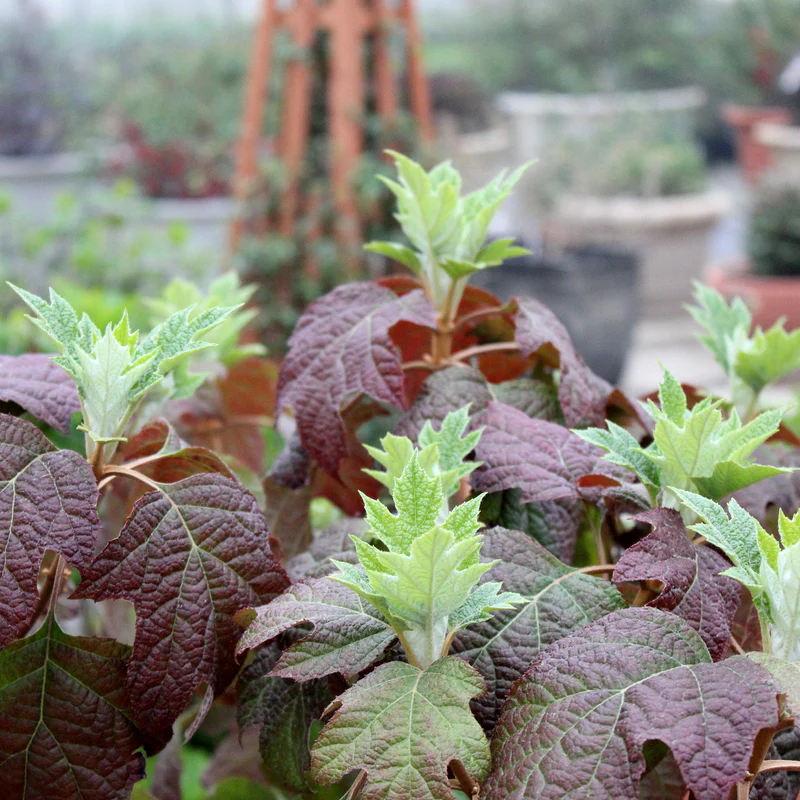Gatsby Gal® Oakleaf Hydrangea - Image 3