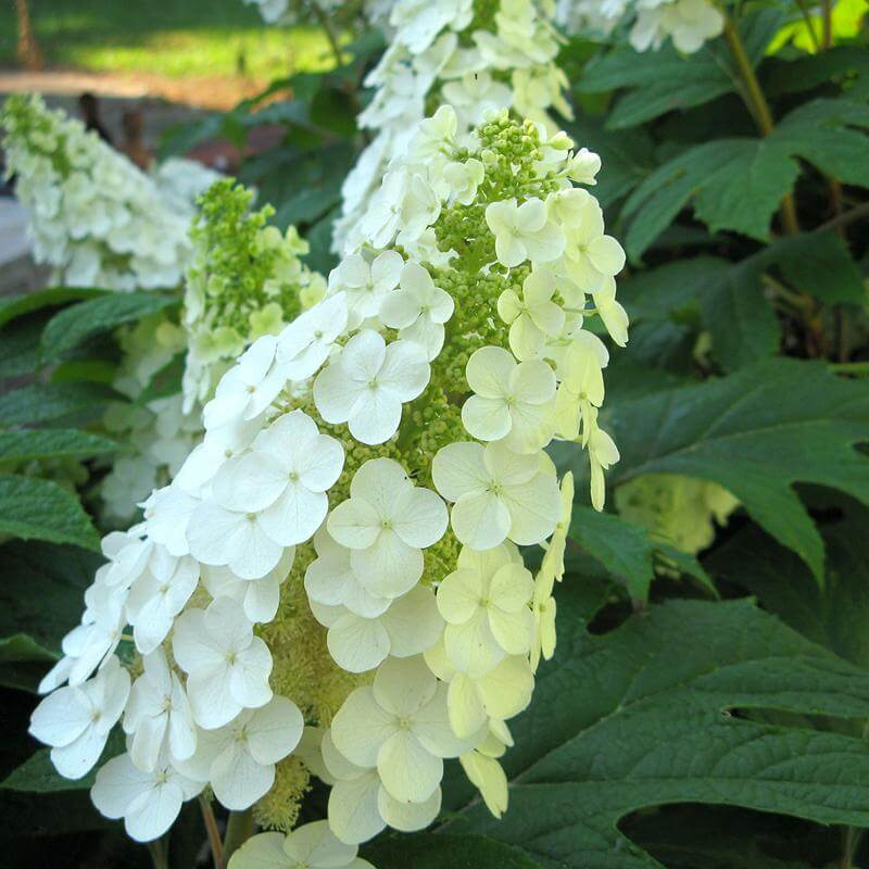 Gatsby Gal® Oakleaf Hydrangea - Image 5