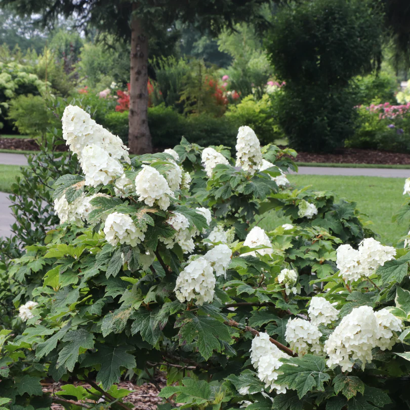 Gatsby Glow Ball™ Oakleaf Hydrangea - Image 2