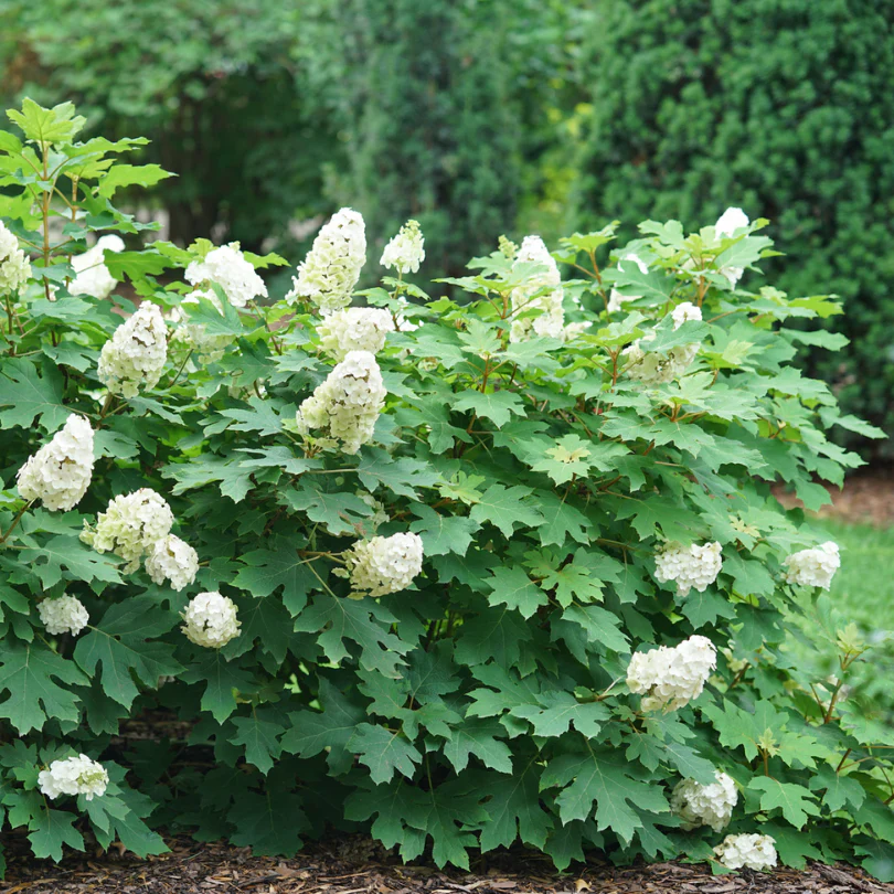 Gatsby Glow Ball™ Oakleaf Hydrangea - Image 3