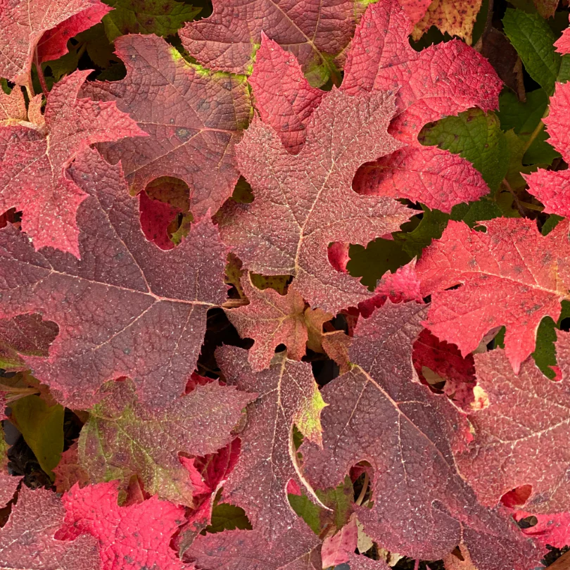 Gatsby Glow Ball™ Oakleaf Hydrangea - Image 5