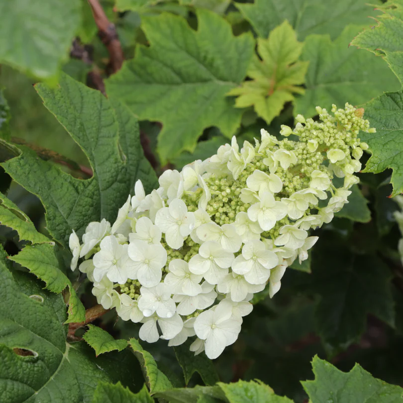 Gatsby Glow Ball™ Oakleaf Hydrangea - Image 6