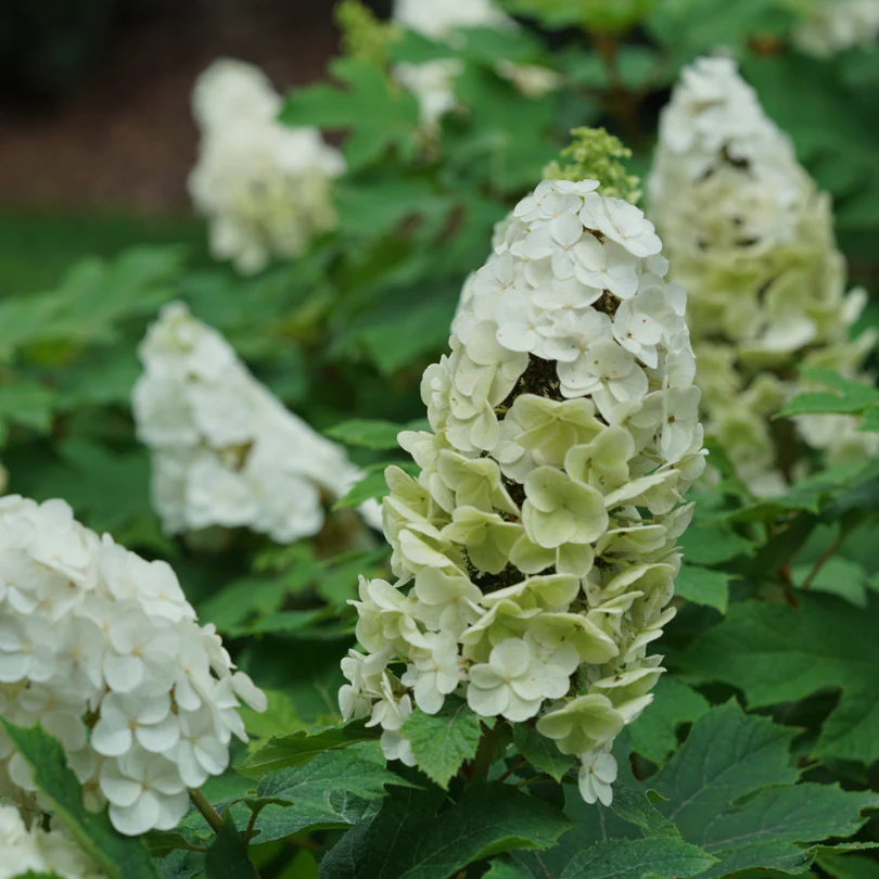Gatsby Glow Ball™ Oakleaf Hydrangea - Image 7