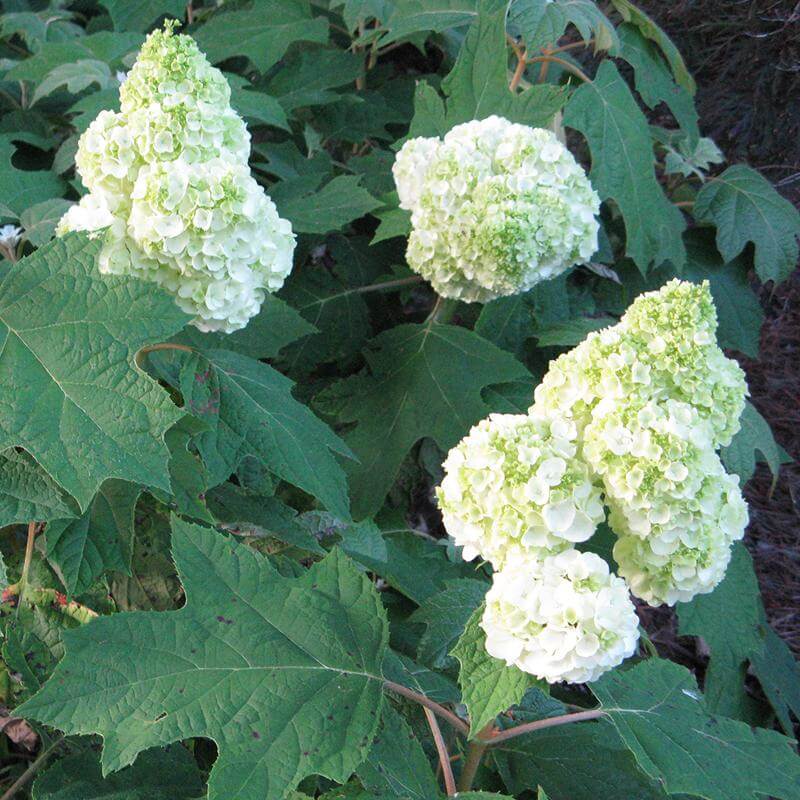 Gatsby Moon® Oakleaf Hydrangea - Image 3