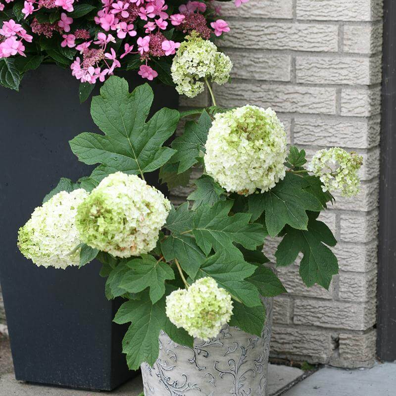 Gatsby Moon® Oakleaf Hydrangea - Image 4