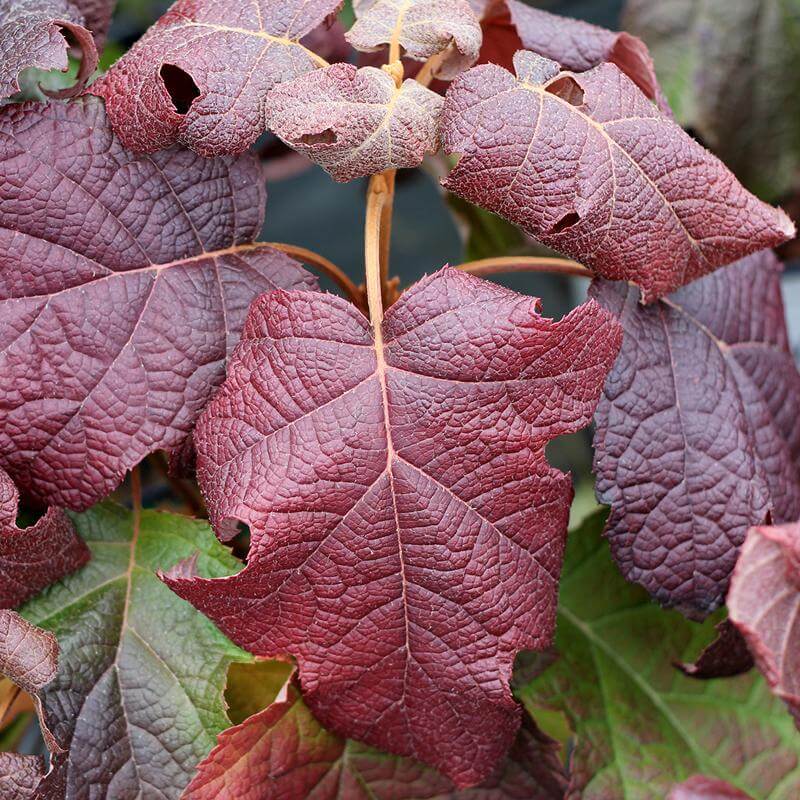 Gatsby Moon® Oakleaf Hydrangea - Image 5