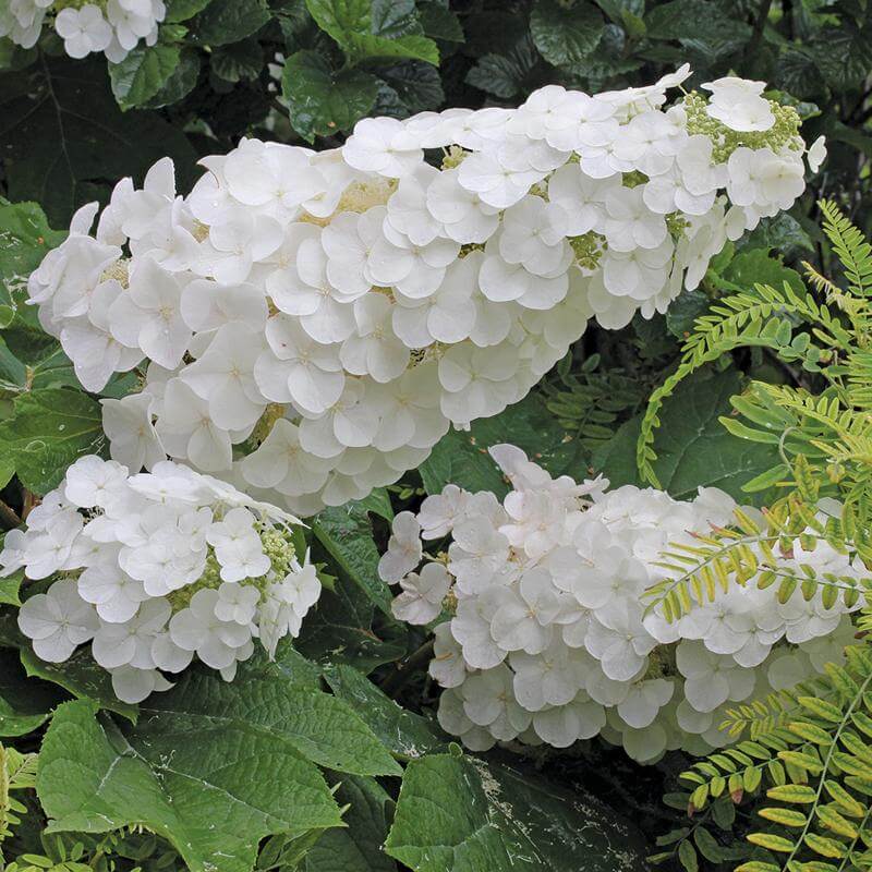 Gatsby Pink® Oakleaf Hydrangea - Image 5