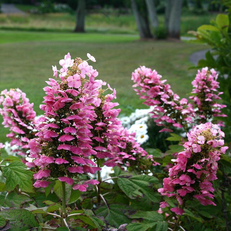 Gatsby Pink® Oakleaf Hydrangea - Image 7