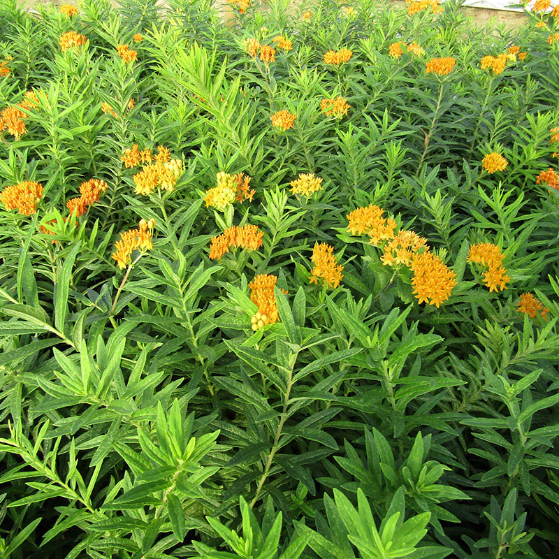 'Gay Butterflies' Milkweed Mix - Image 3