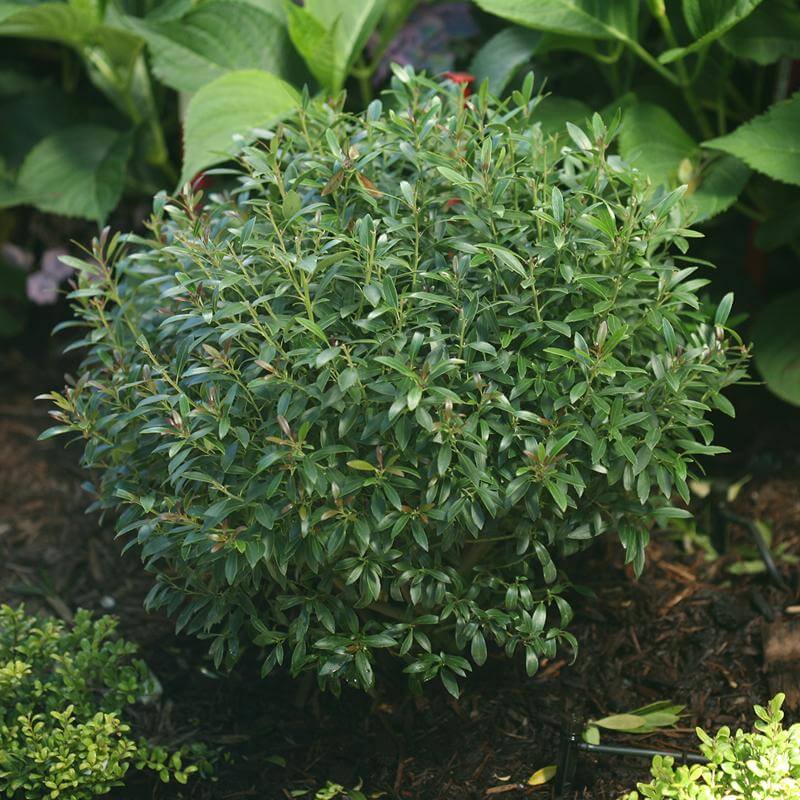 Gem Box® Inkberry Holly (Ilex)